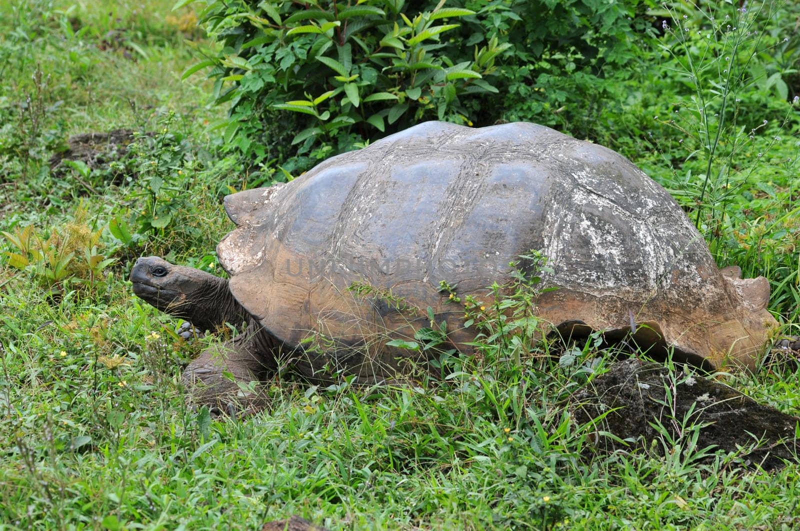 Galapagos Turtle