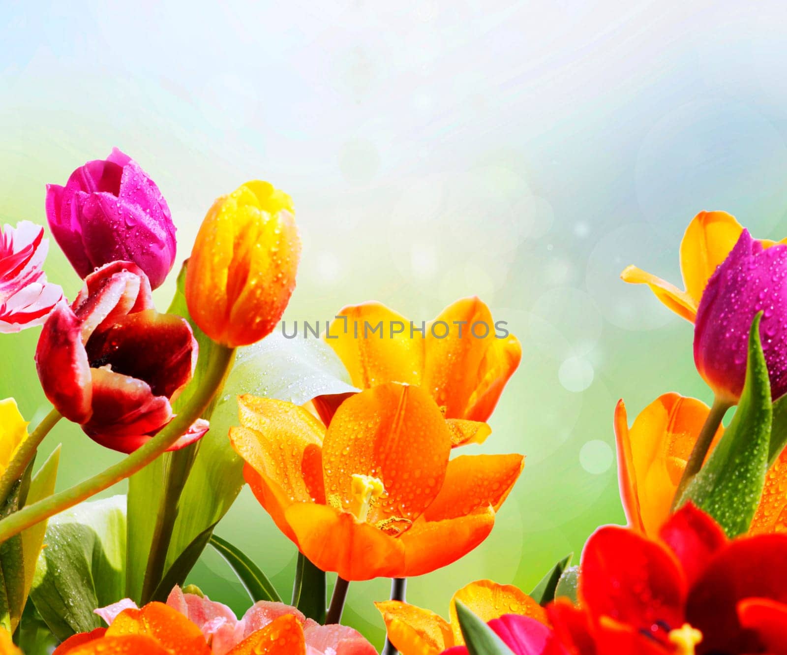 fresh tulips with water drops in front of bokeh texture