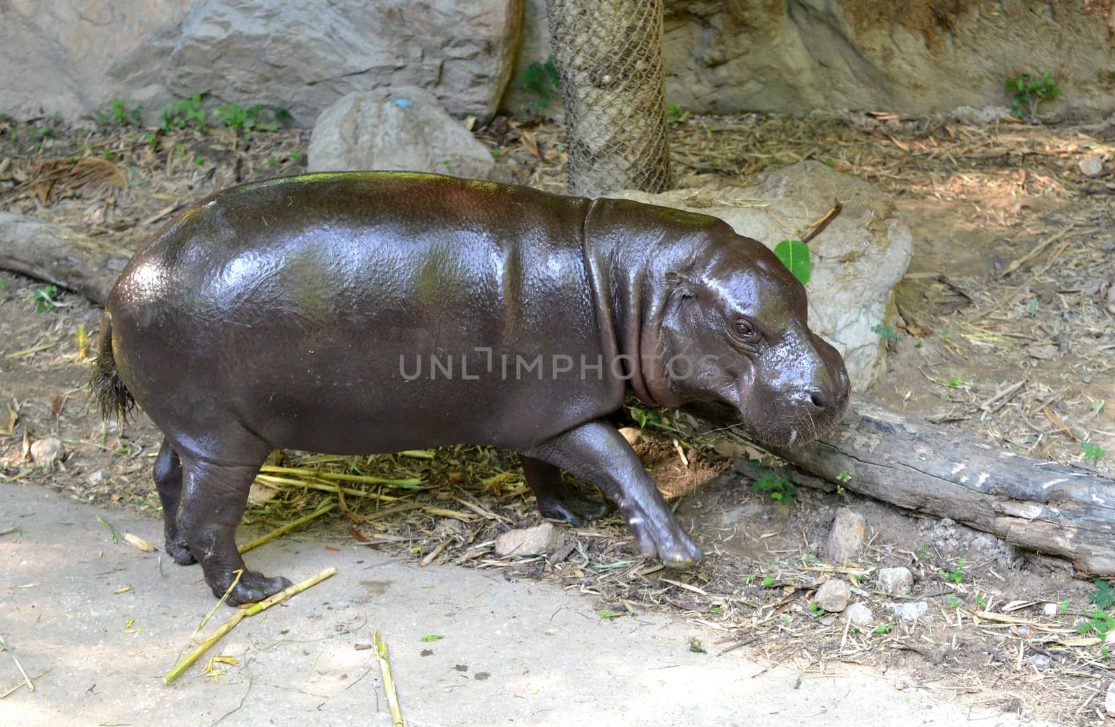 pygmy hippo in captive environment