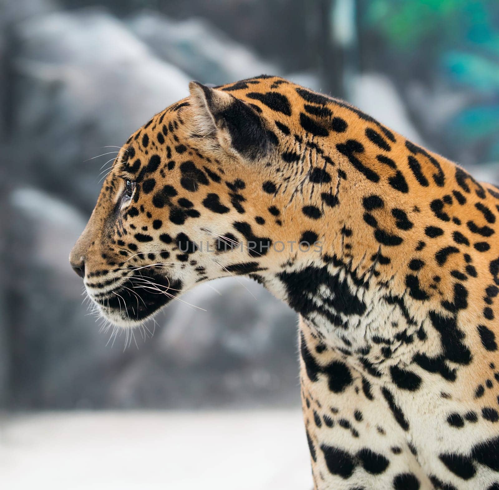 jaguar ( Panthera onca ) in zoo