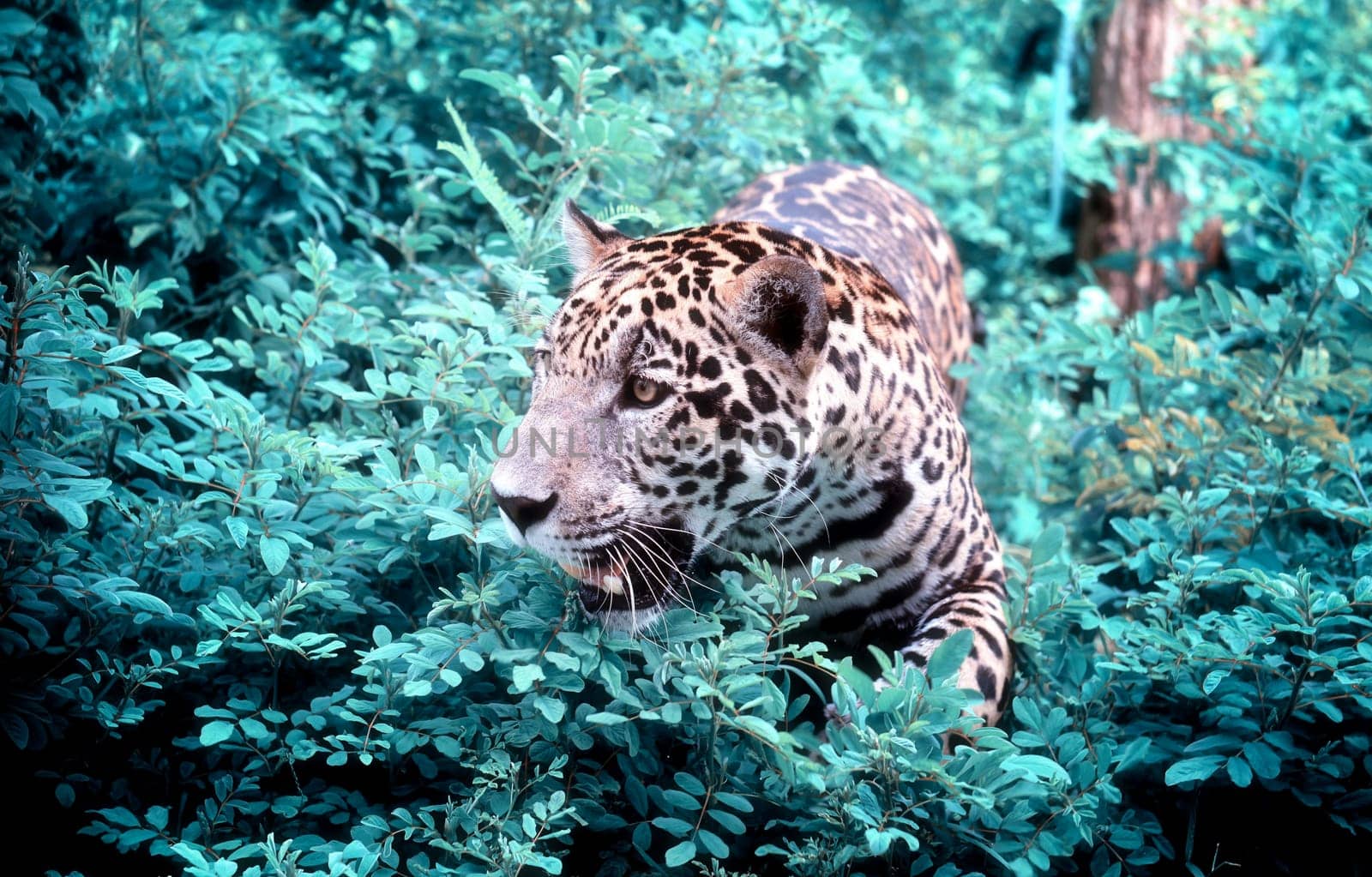 jaguar ( Panthera onca ) in nature