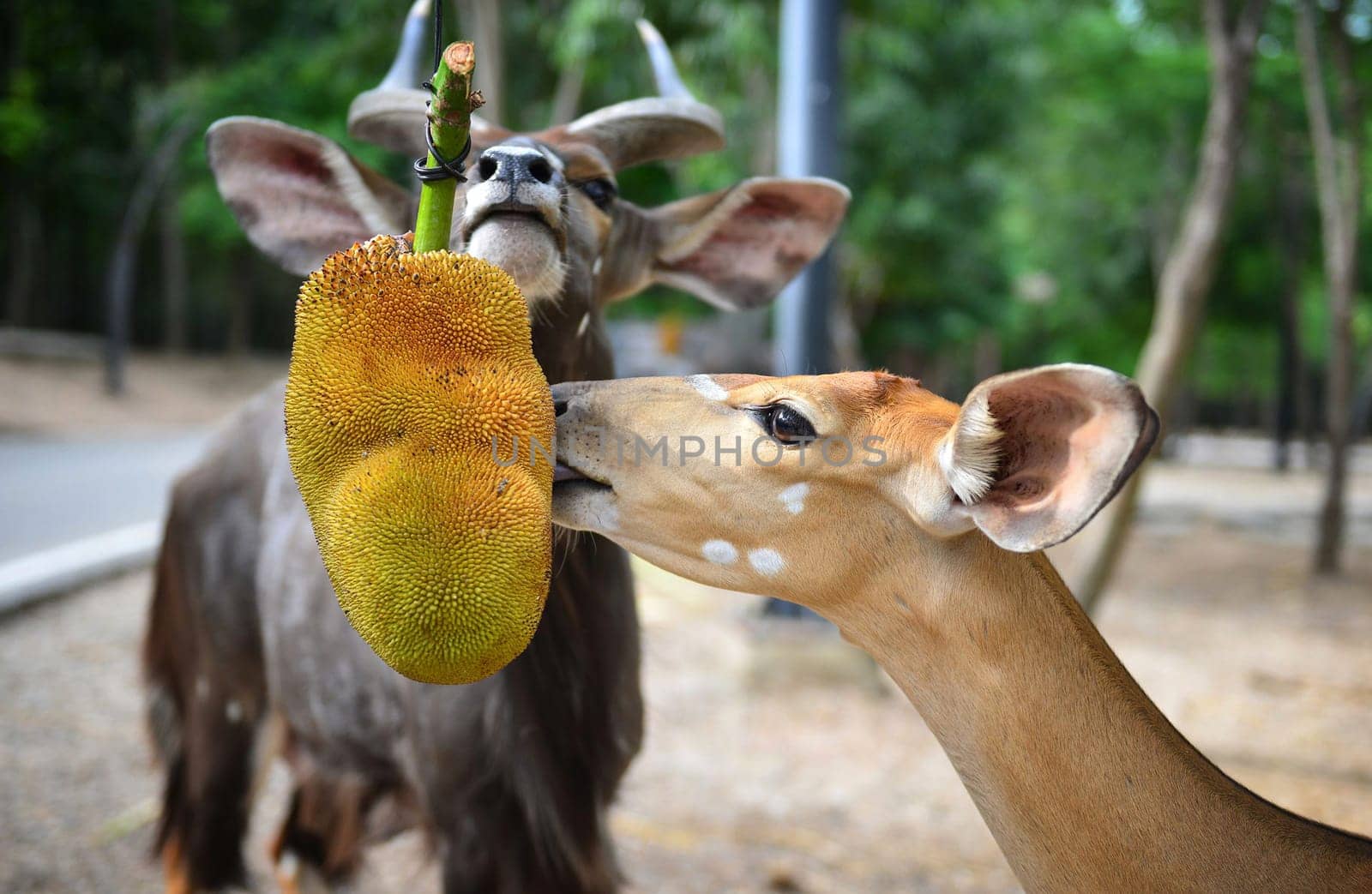 male and female eating jackfruit in zoo