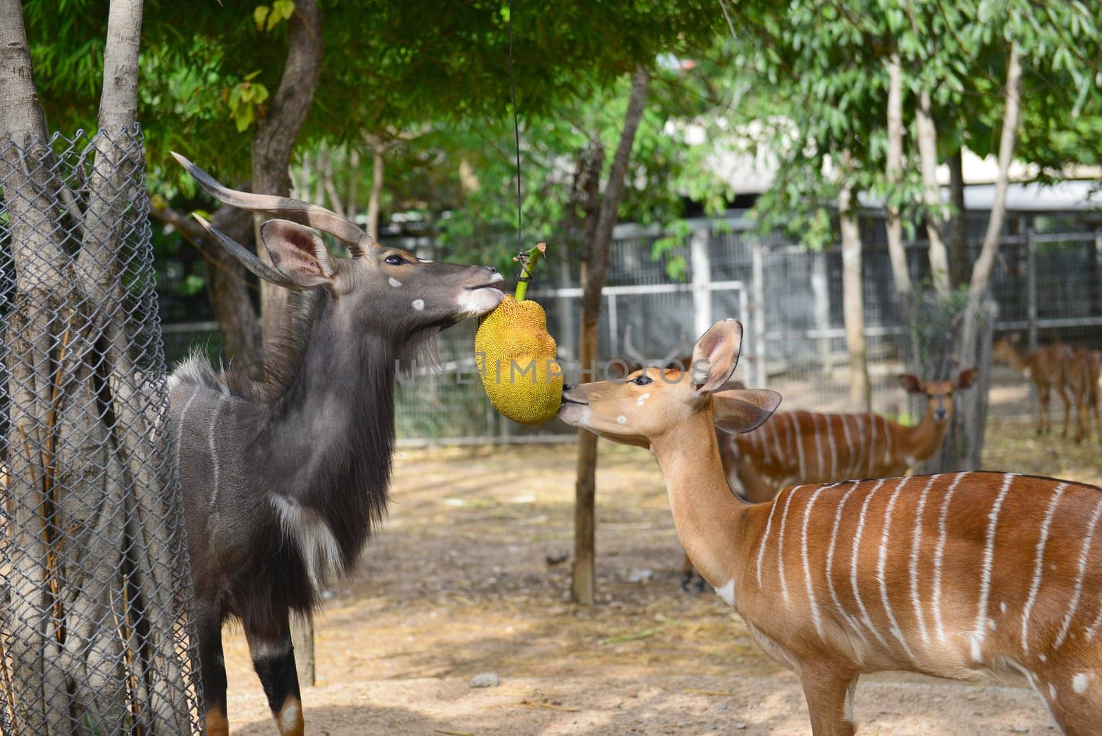 male and female eating jackfruit in zoo