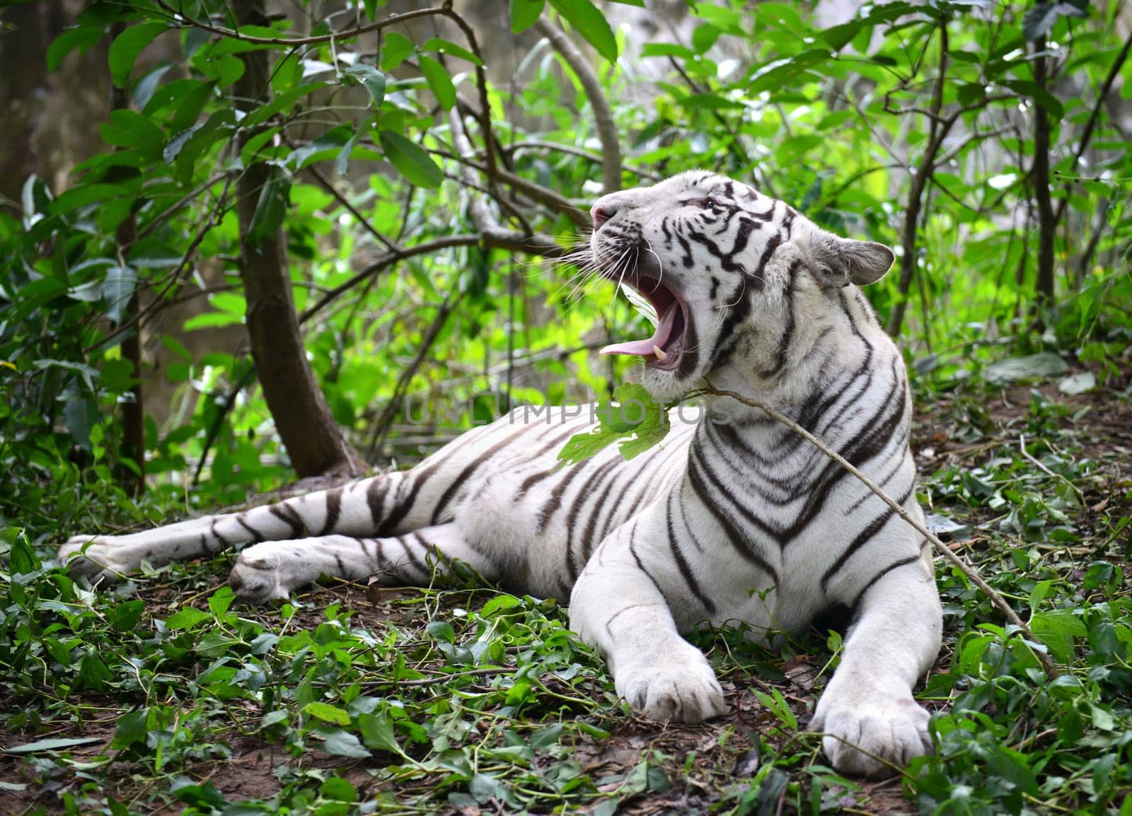 female white bengal tiger resting in nature