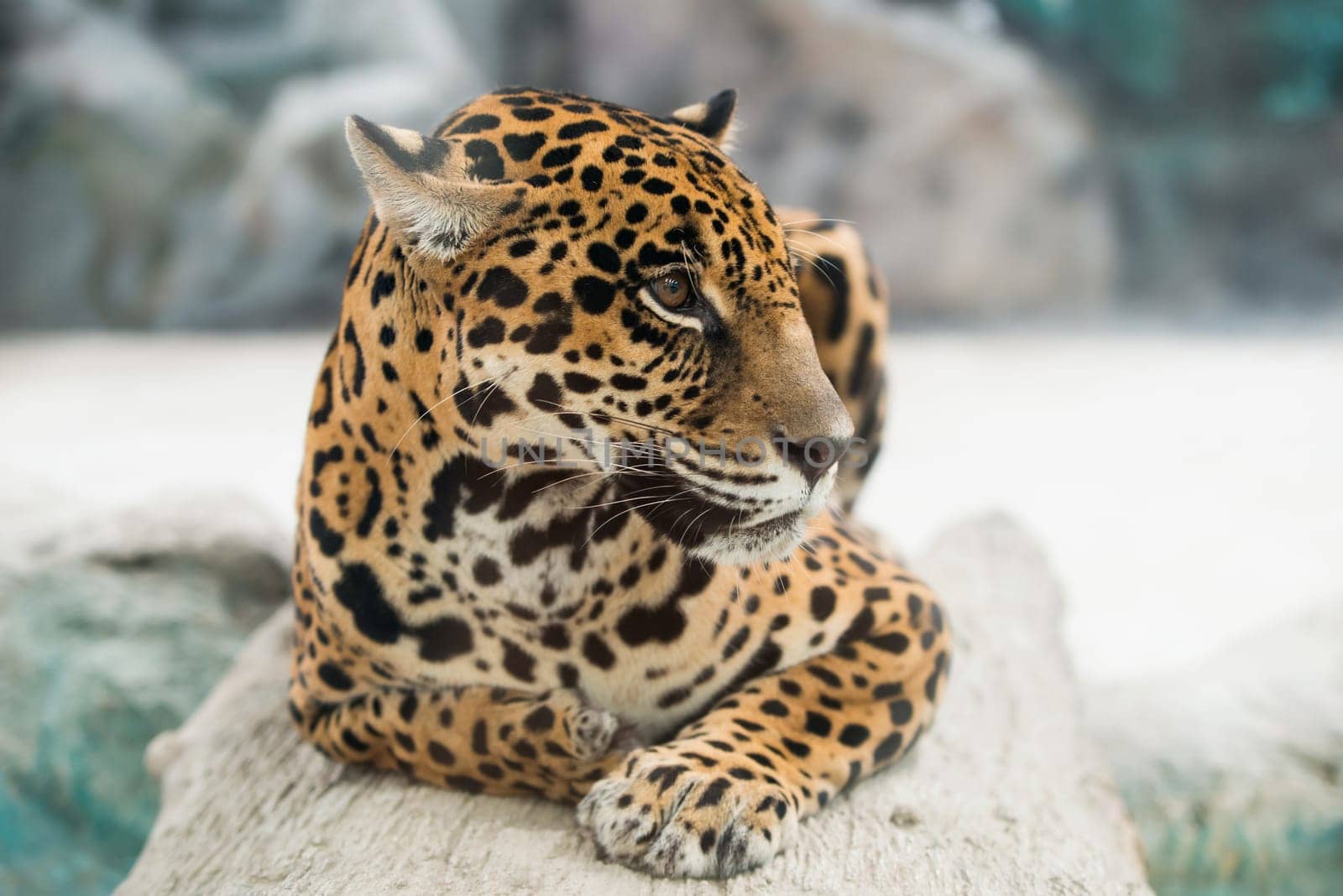 jaguar ( Panthera onca ) in zoo