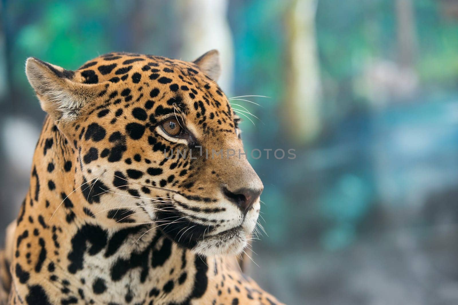 jaguar ( Panthera onca ) in zoo