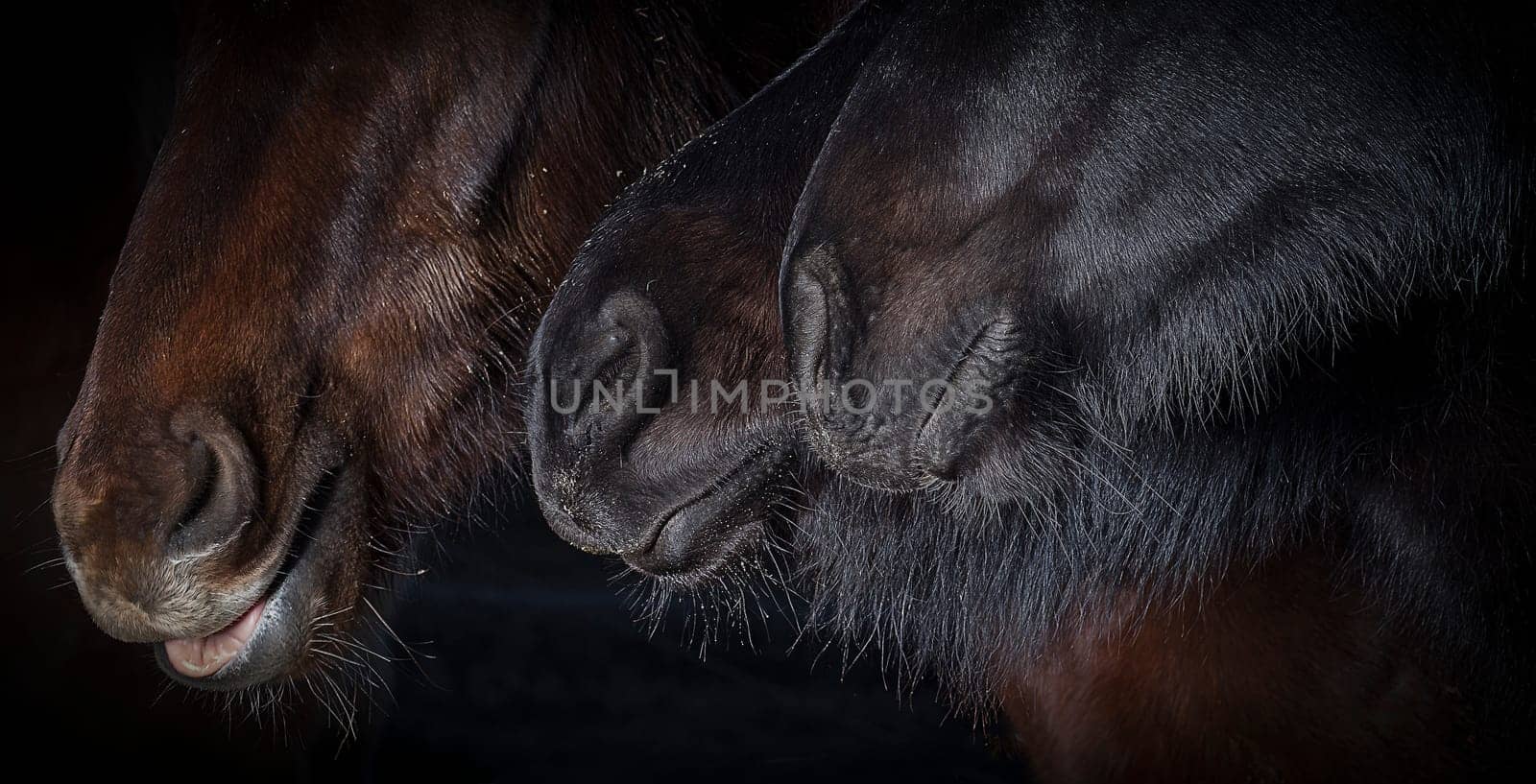 Horse noses