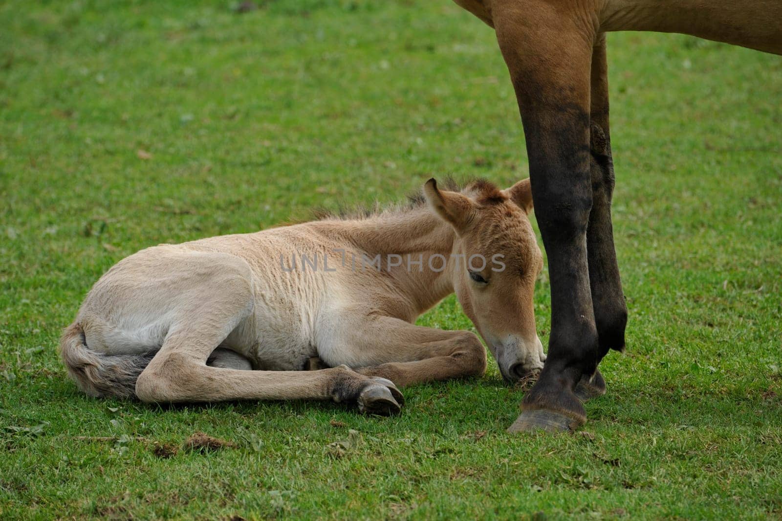 The Przewalski's horse with Foals