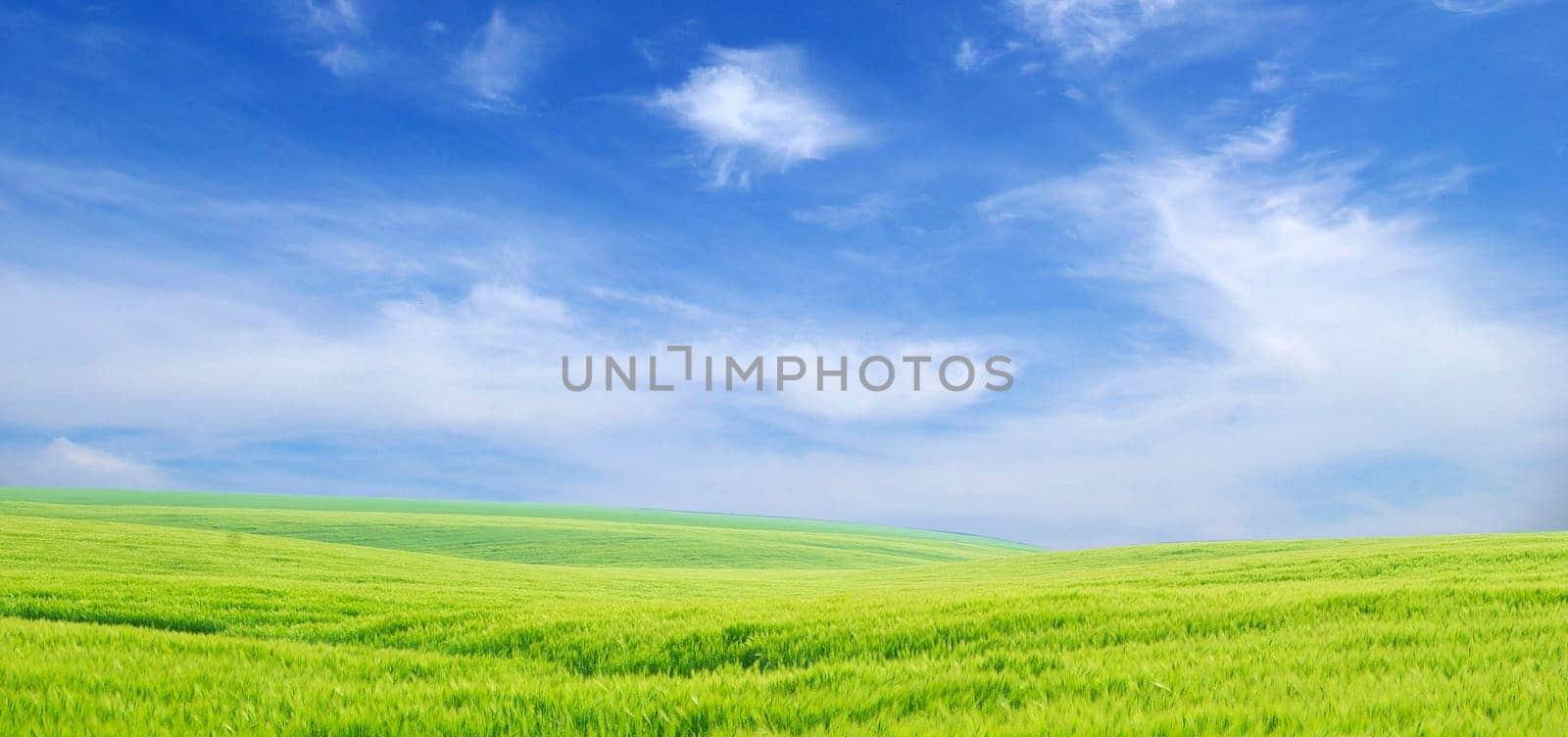 field on a background of the blue sky