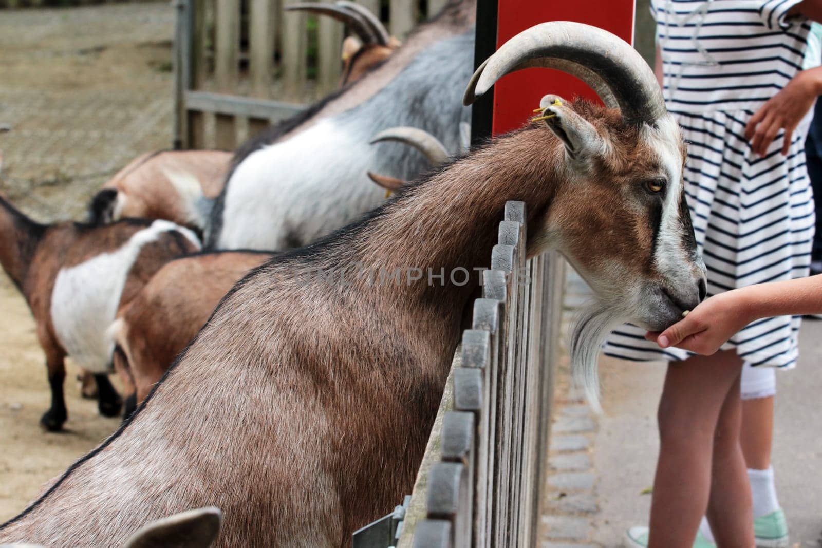 The goat feeding