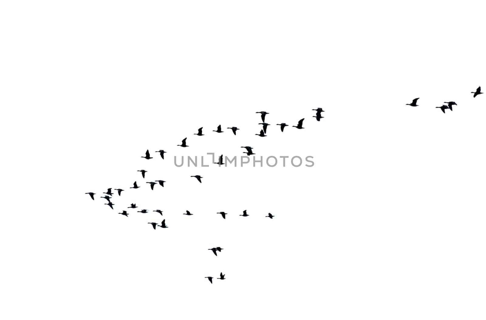 The photograph of a swarm of isolated wild geese in flight formation.
