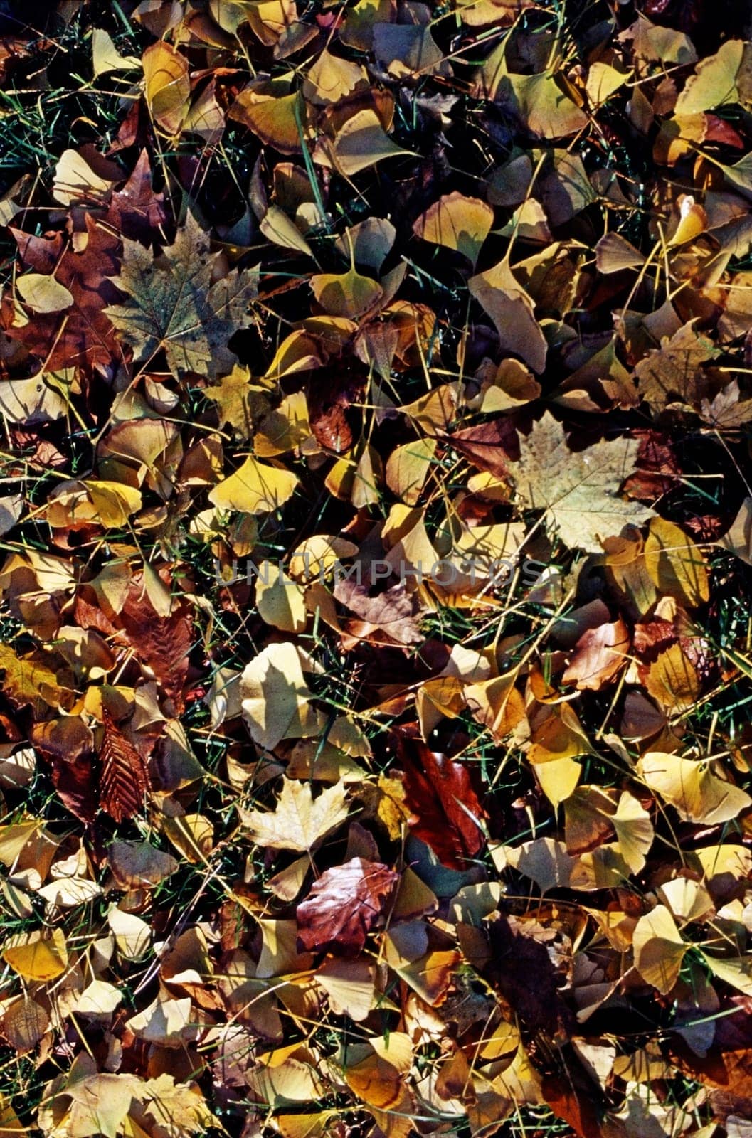 Dry autumn leaves  in forest