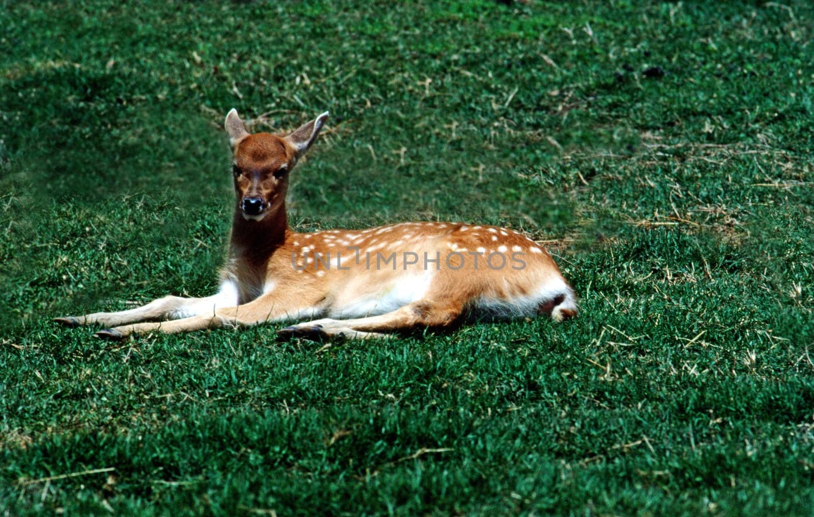 Deer resting on grass field