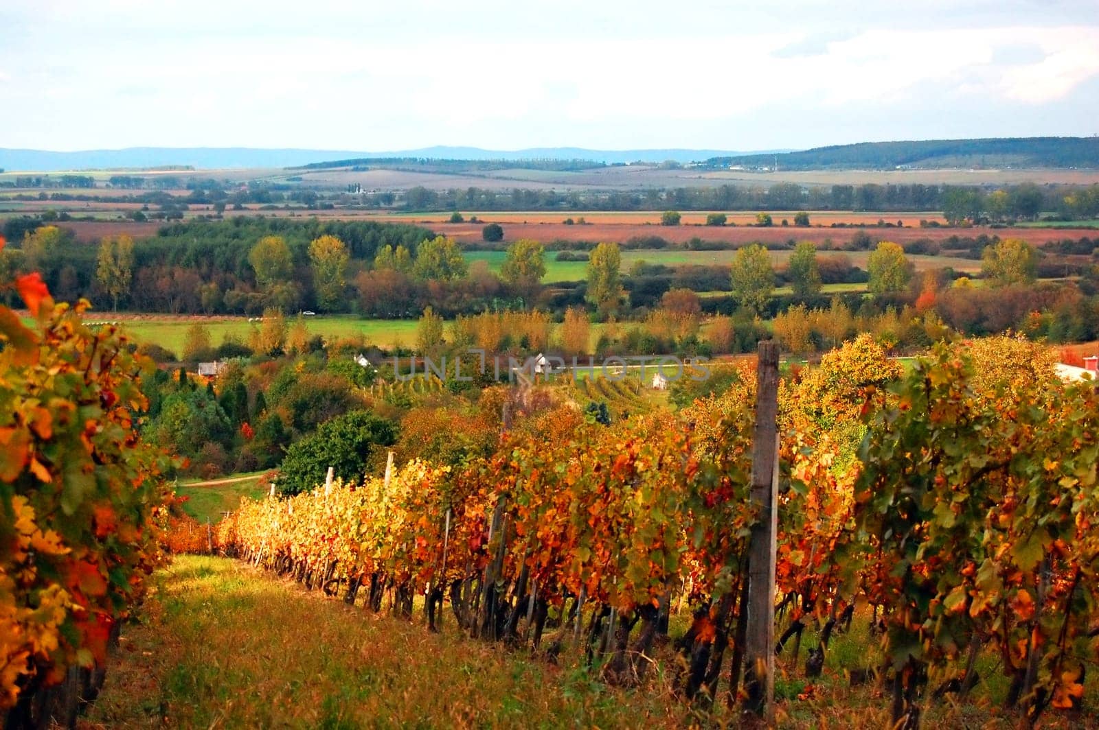 Vineyard in Autumn round Sopron, Hungary