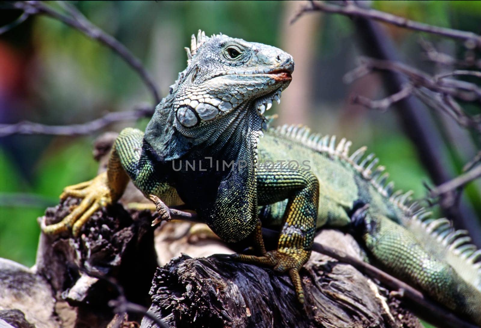 Green Iguana in tropical forest