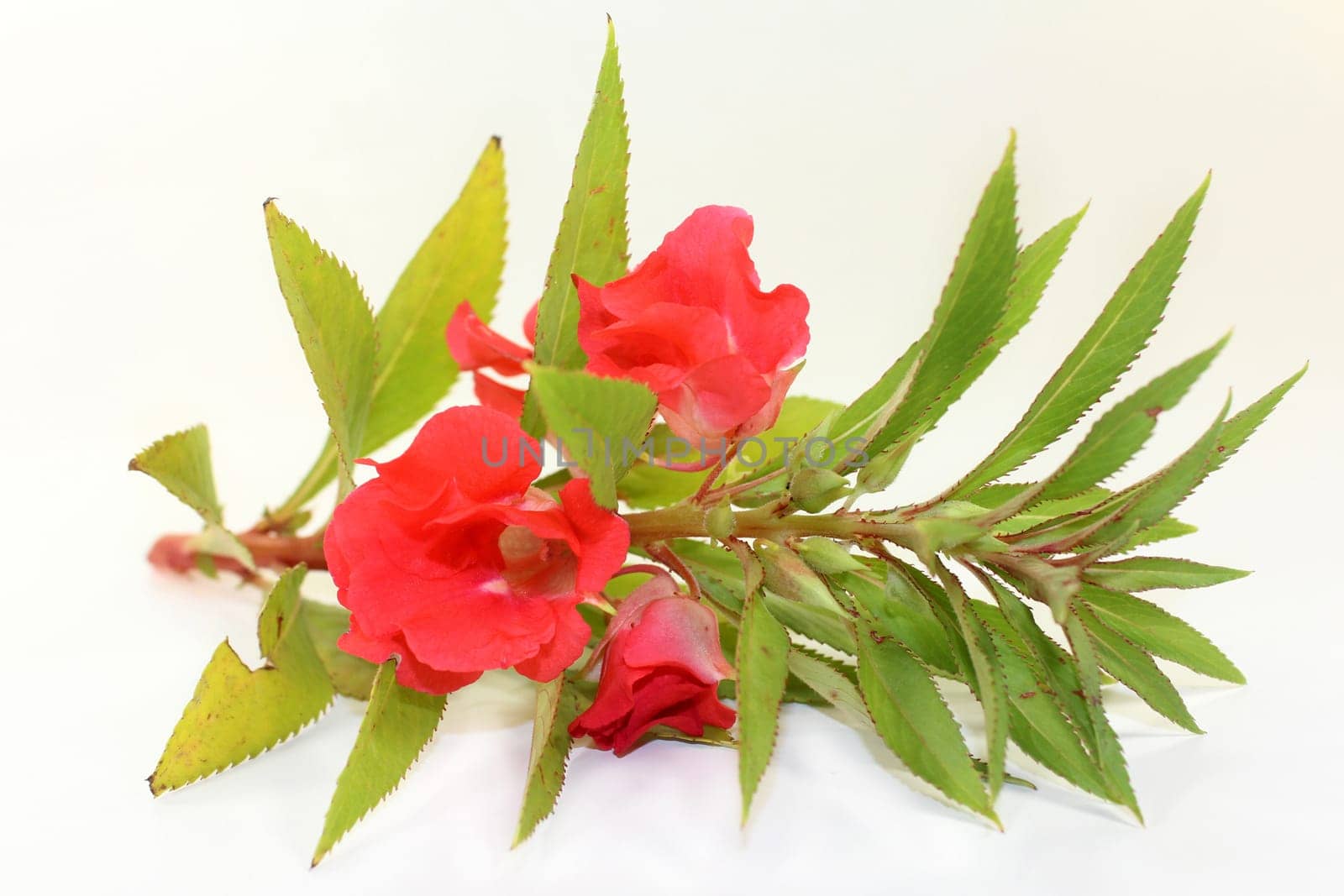 Chinese medicinal herb against a white background