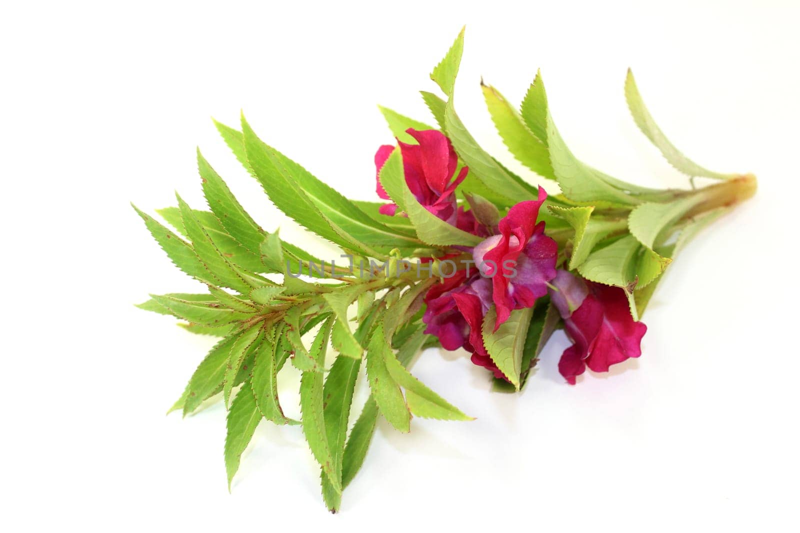 Chinese medicinal herb against a white background
