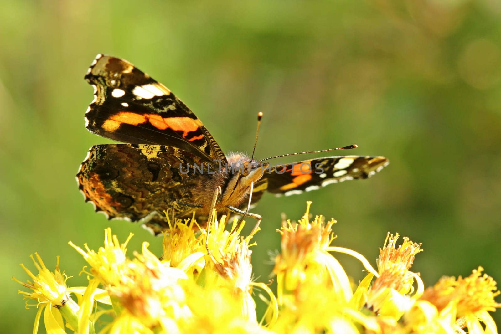 Admiral (Vanessa atalanta) on Fuchschem Greiskraut (Senecio ovatus)