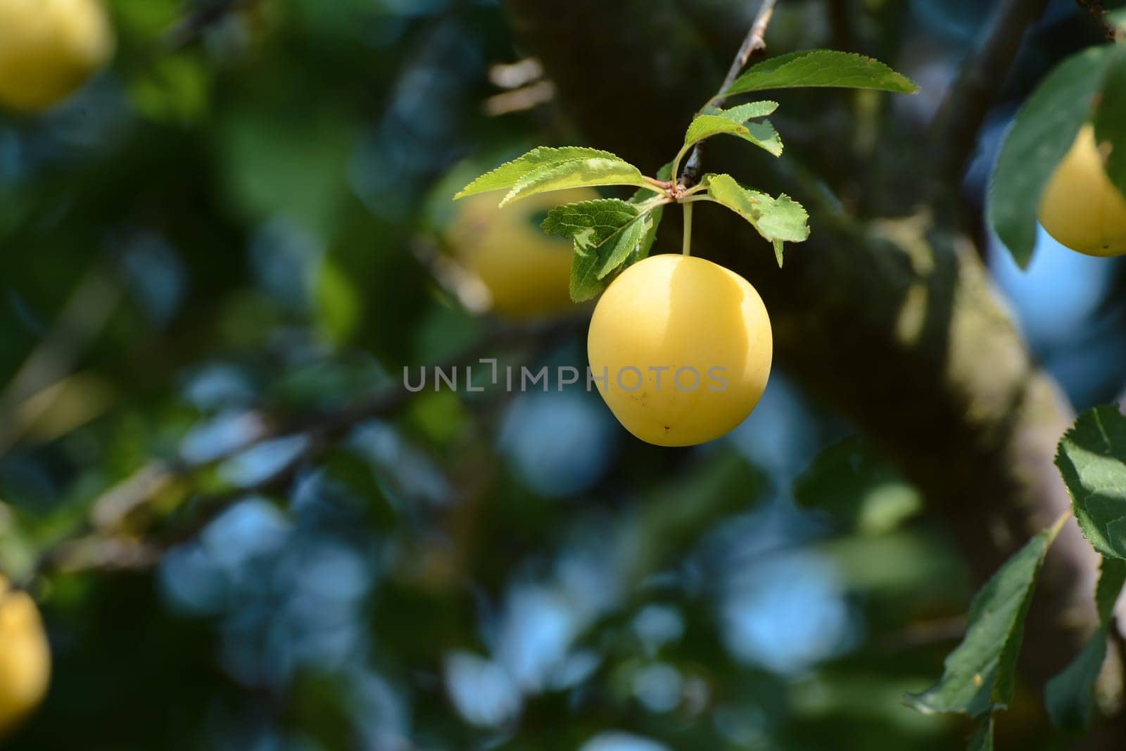 wild Mirabelle