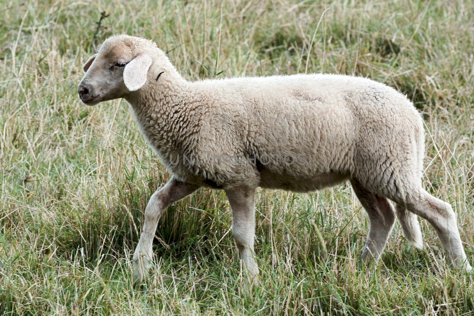 young sheep