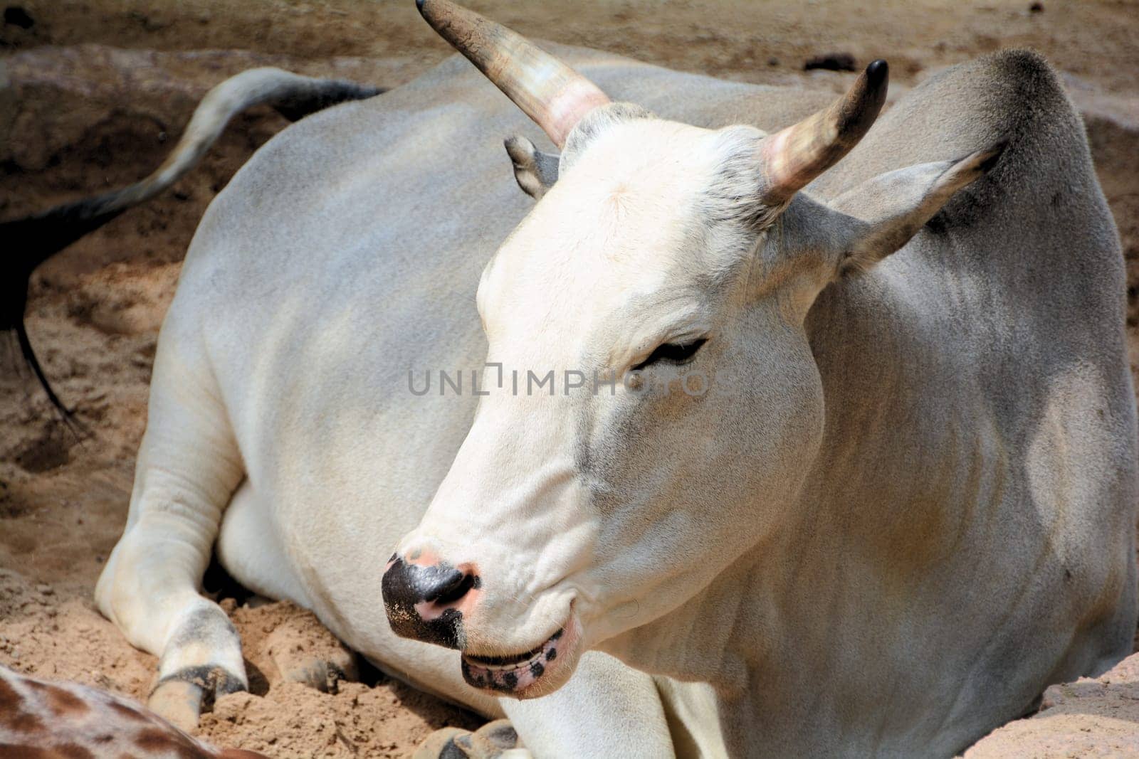 Zebu
