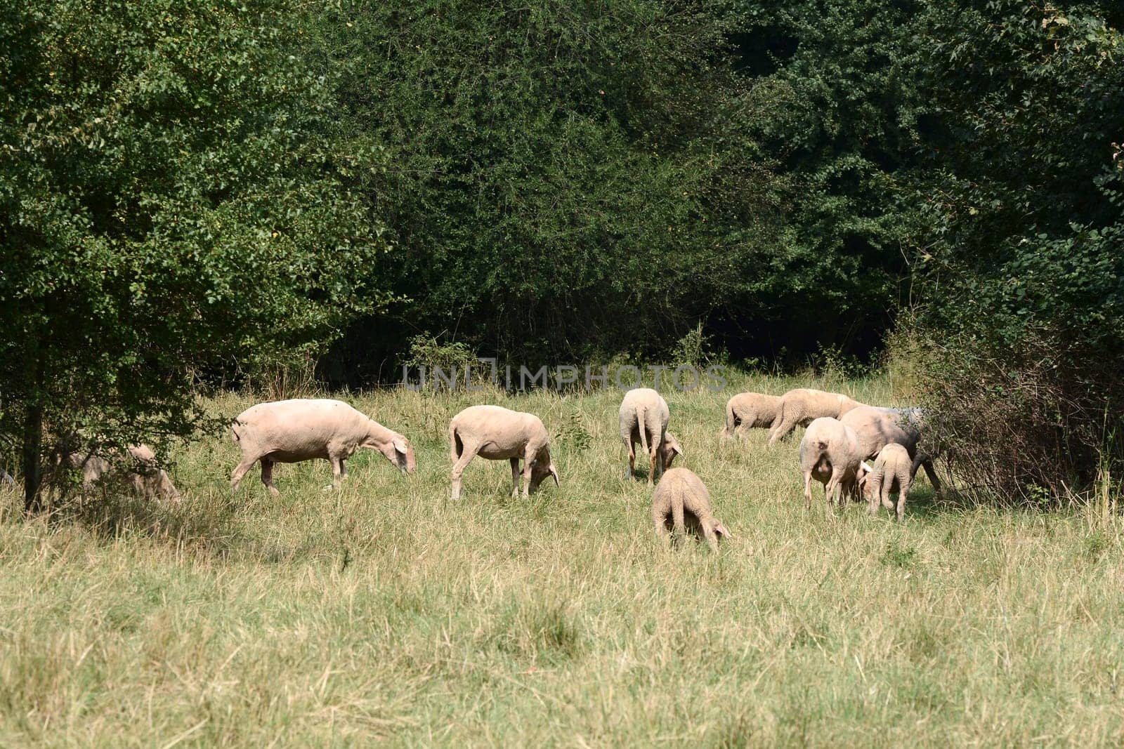 Flock of sheep