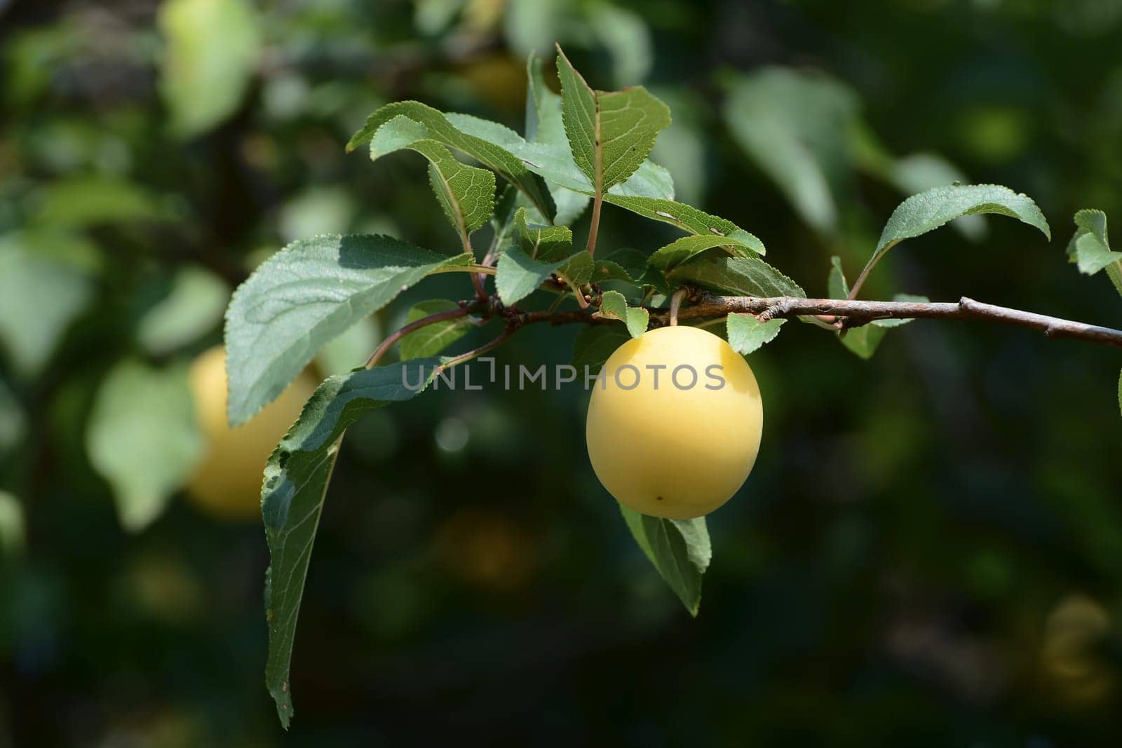 wild Mirabelle