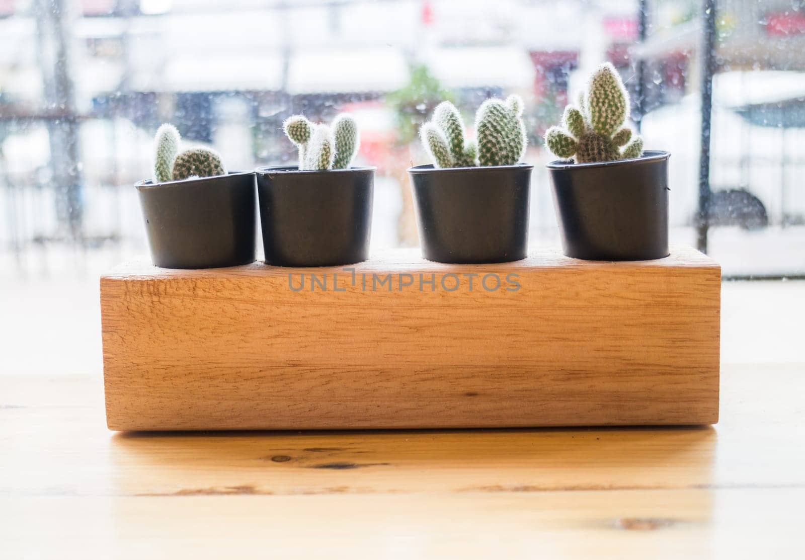 Cactus plant pot decorated wooden table, stock photo