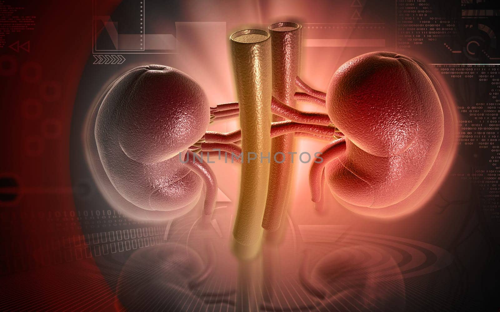 Digital illustration of kidney in colour background