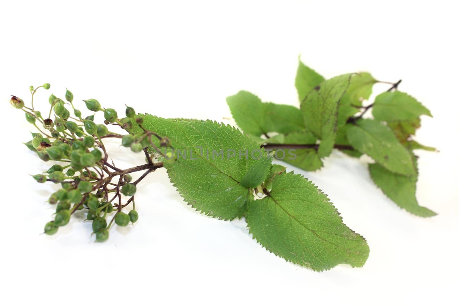 Chinese medicinal herb against a white background