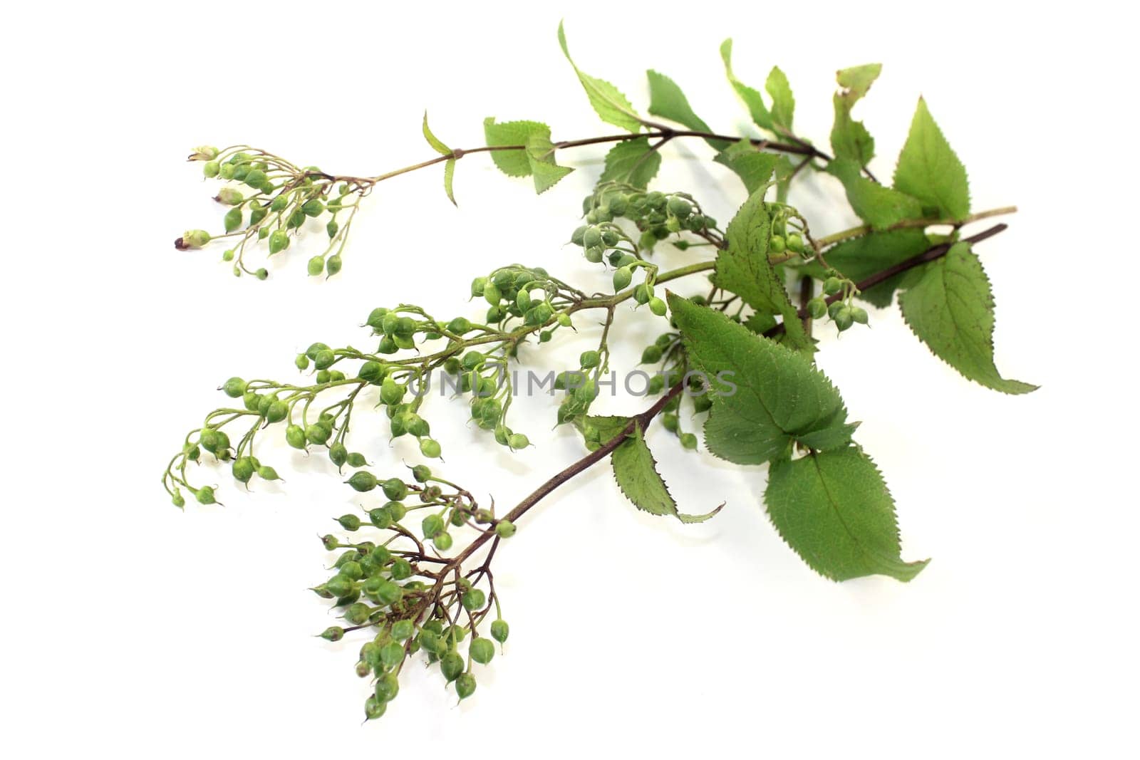 Chinese medicinal herb against a white background