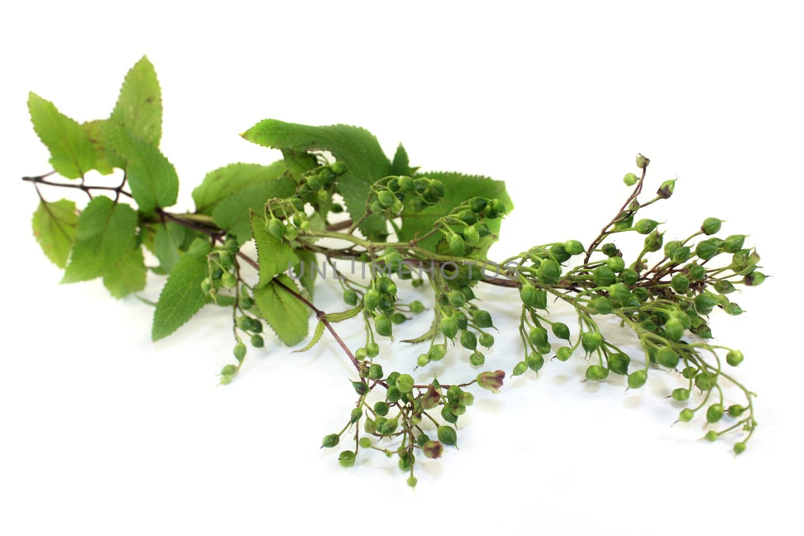 Chinese medicinal herb against a white background