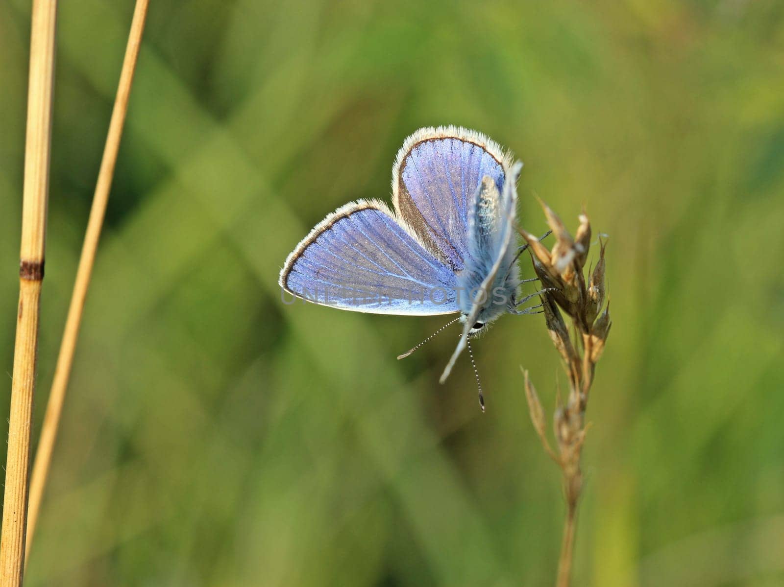 Hauhechel-Bläuling (Polyommatus icarus)