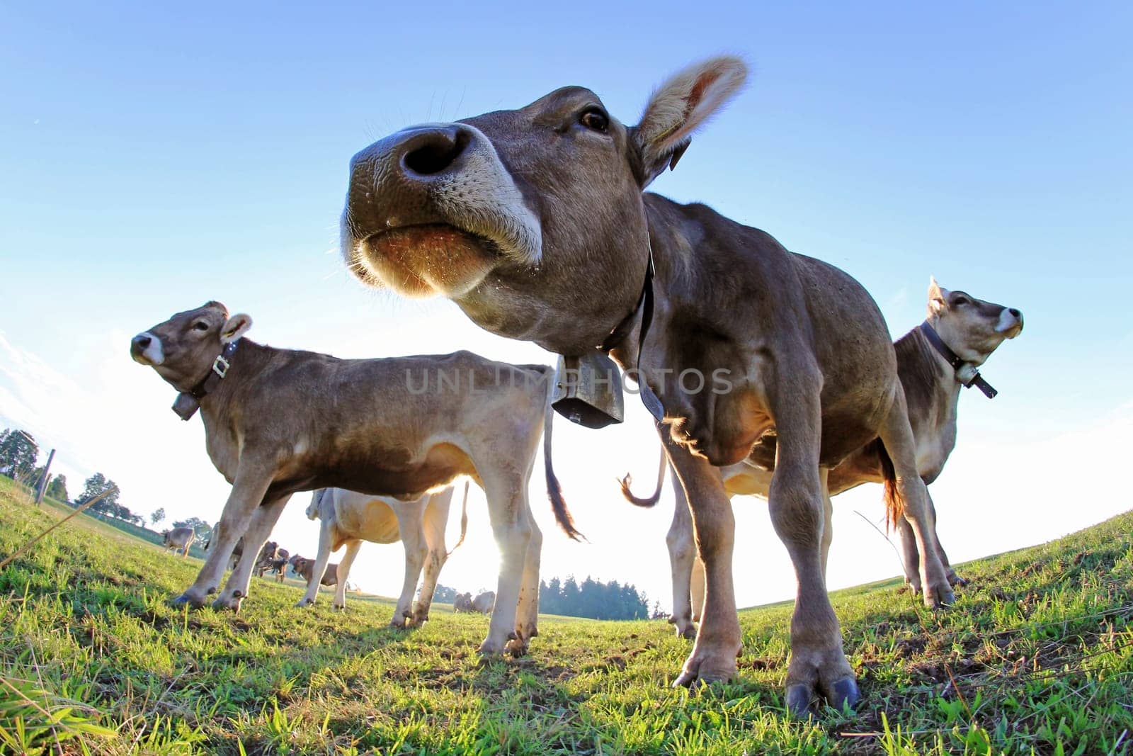 Wide-angle view of young cows