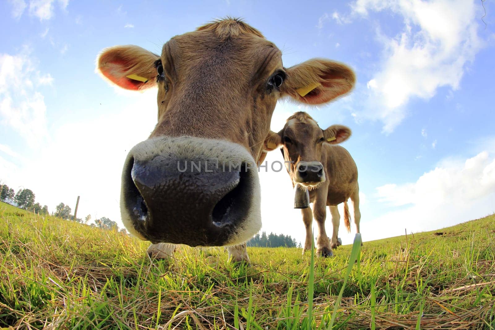Wide-angle view of young cows