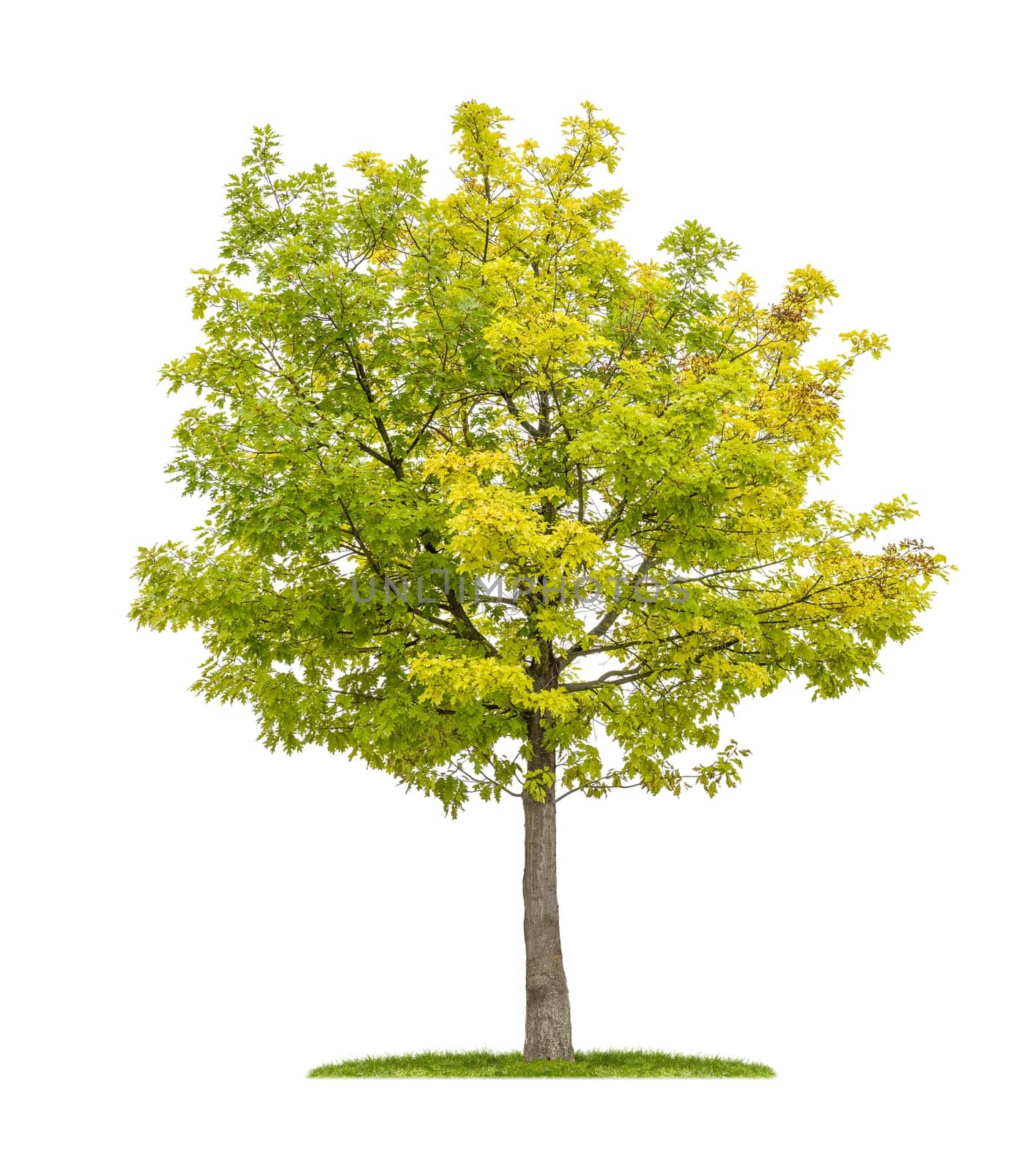 Exempted American oak against a white background