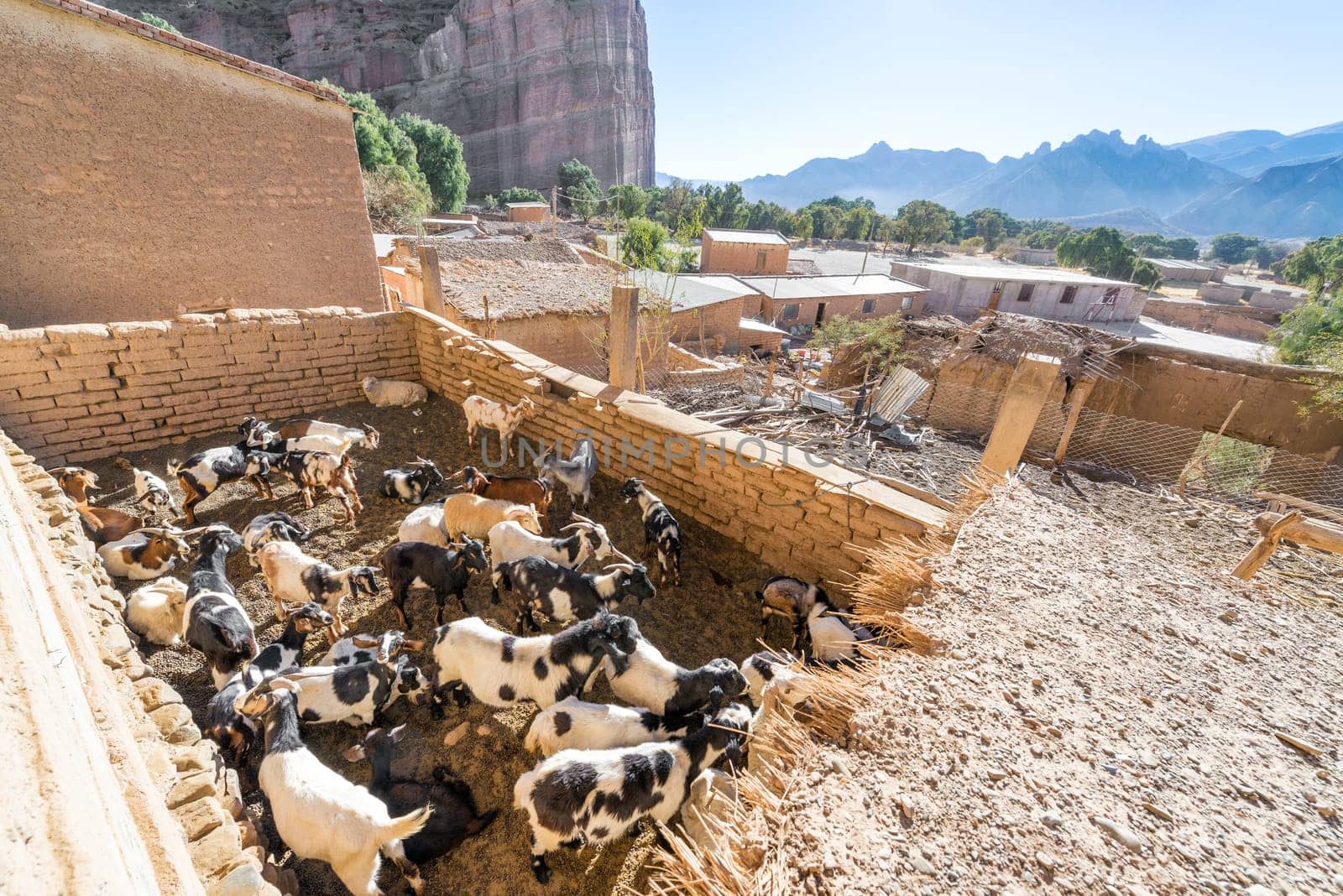 Goats in a pen in the small town of Espicaya near Tupiza, Bolivia
