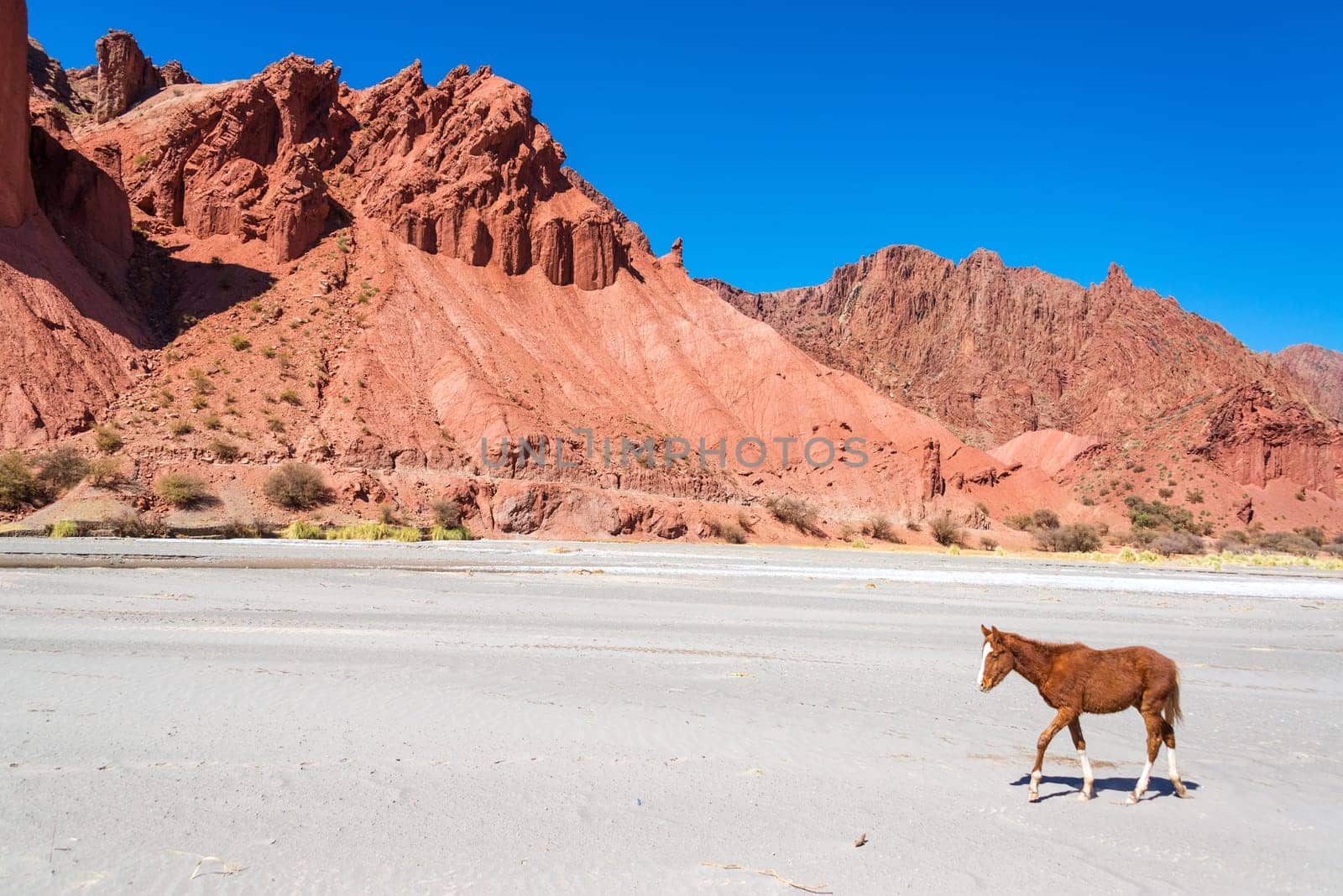 Brown and white colt in a desert surrounded by dramatic red hills in Tupiza, Bolivia