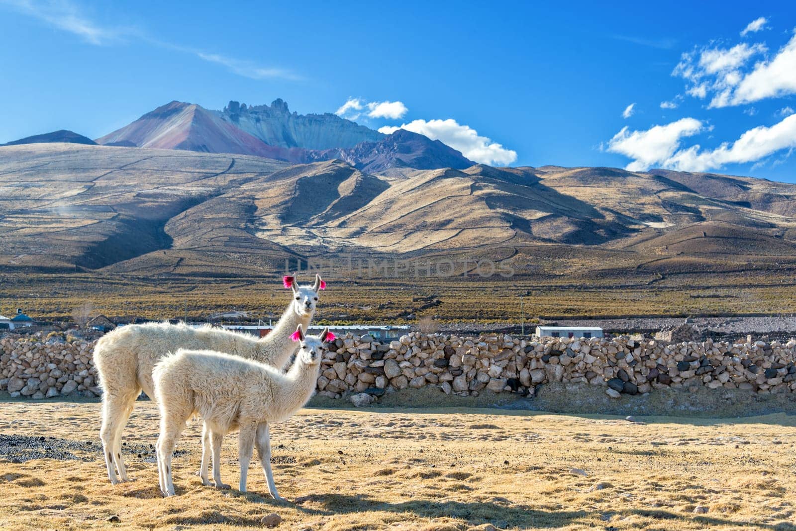 Two white llamas with a dramatic volcano rising in the background in the town of Coqueza near Uyuni, Bolivia
