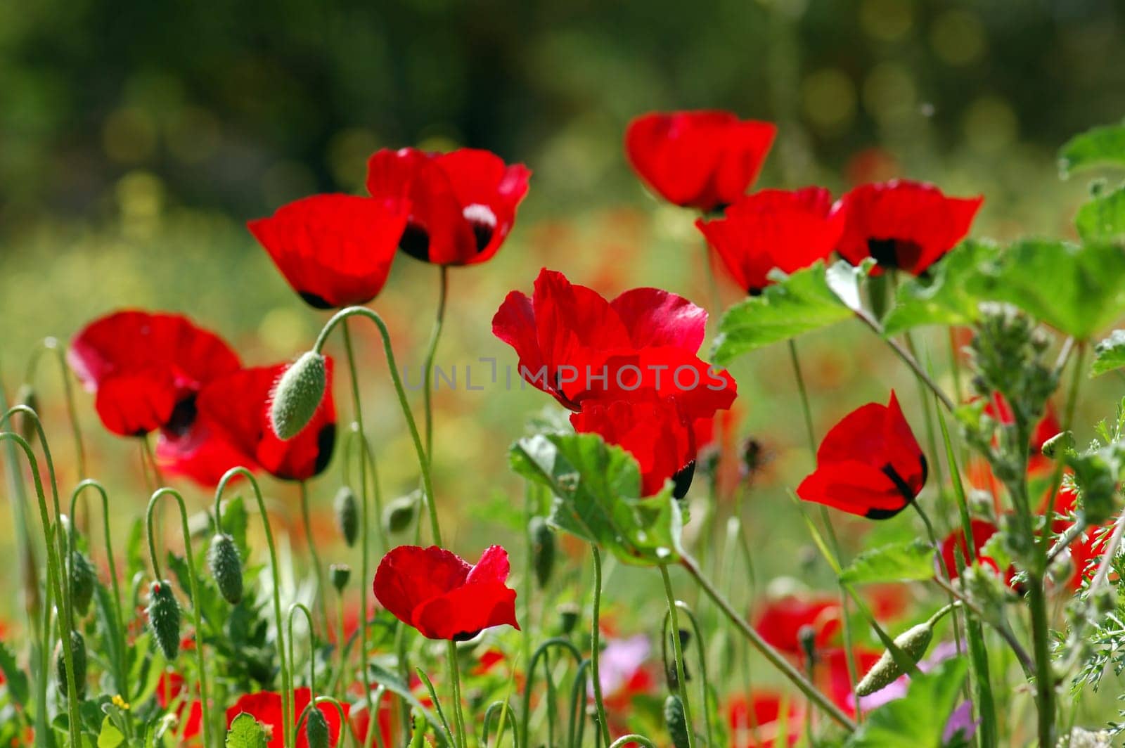 Poppy flowers in green field. Spring season abstract background.