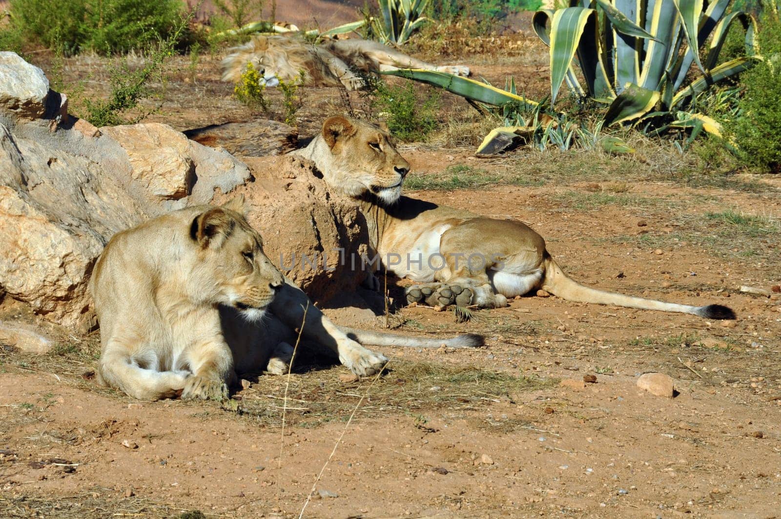 Two lionesses resting. Southwest African lions wild animals.