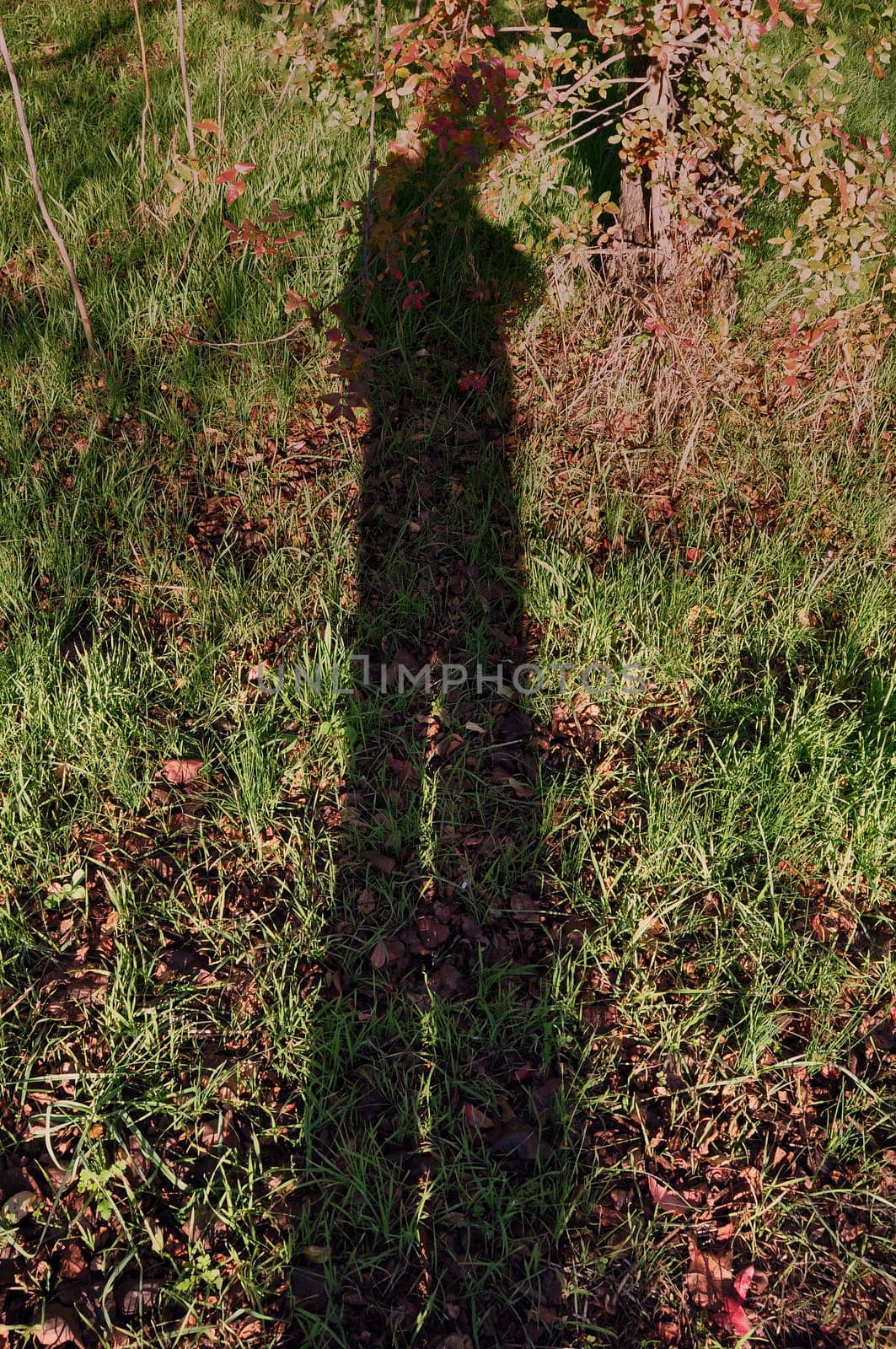 Shadow of man on forest floor with grass and brown autumn leaves. Nature abstract.