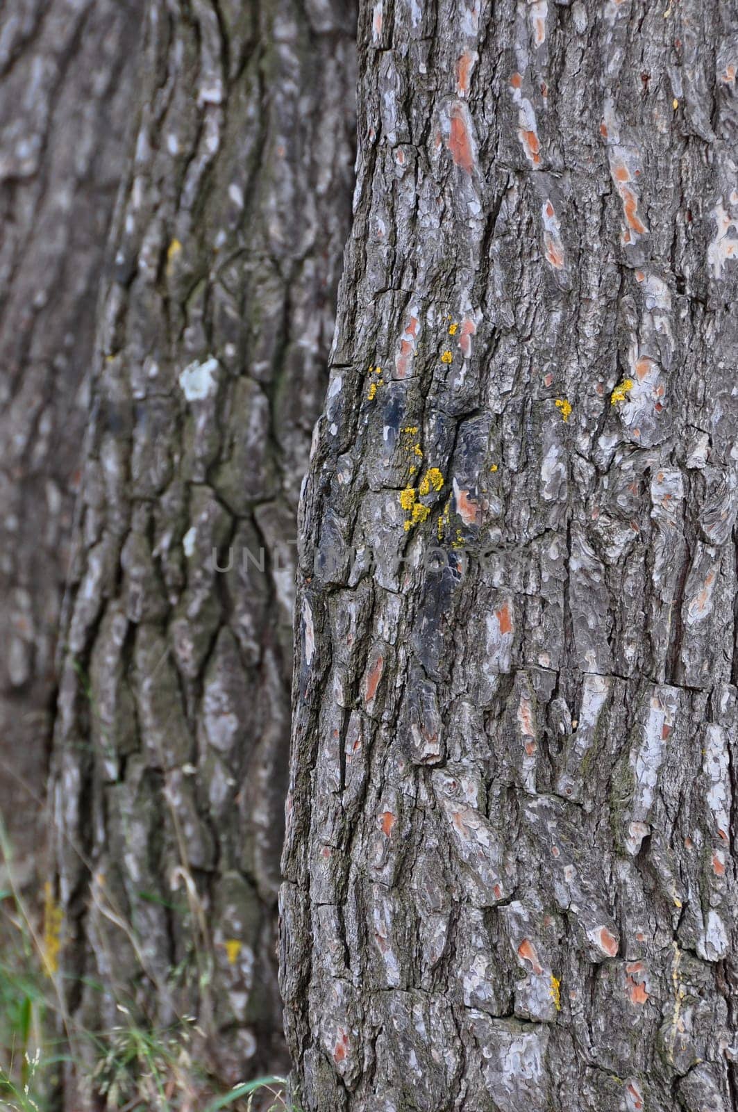 Tree trunks background wood texture nature abstract. Selective focus.