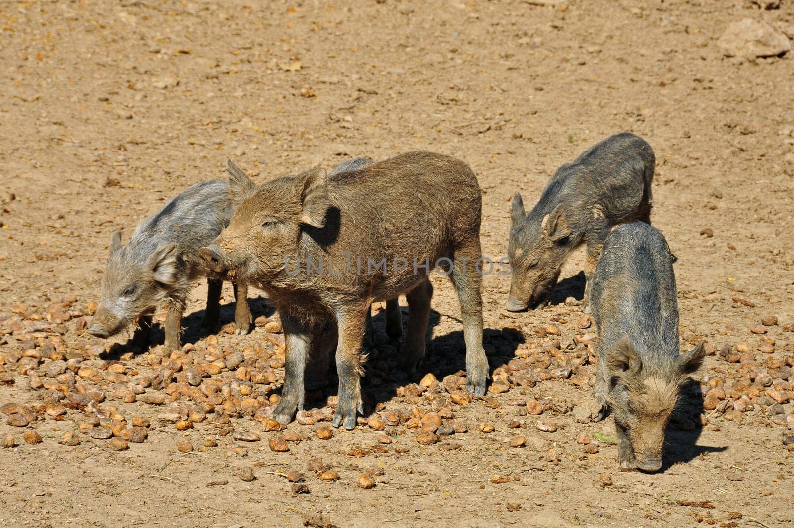 Wild boar animal and piglets feeding on figs.