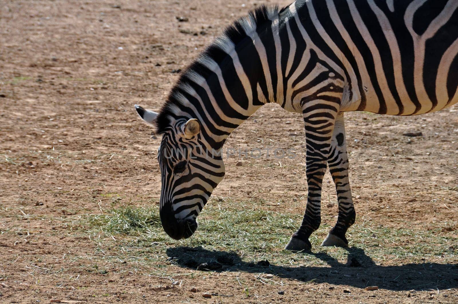 Zebra eating grass. Wild animal at the zoo.