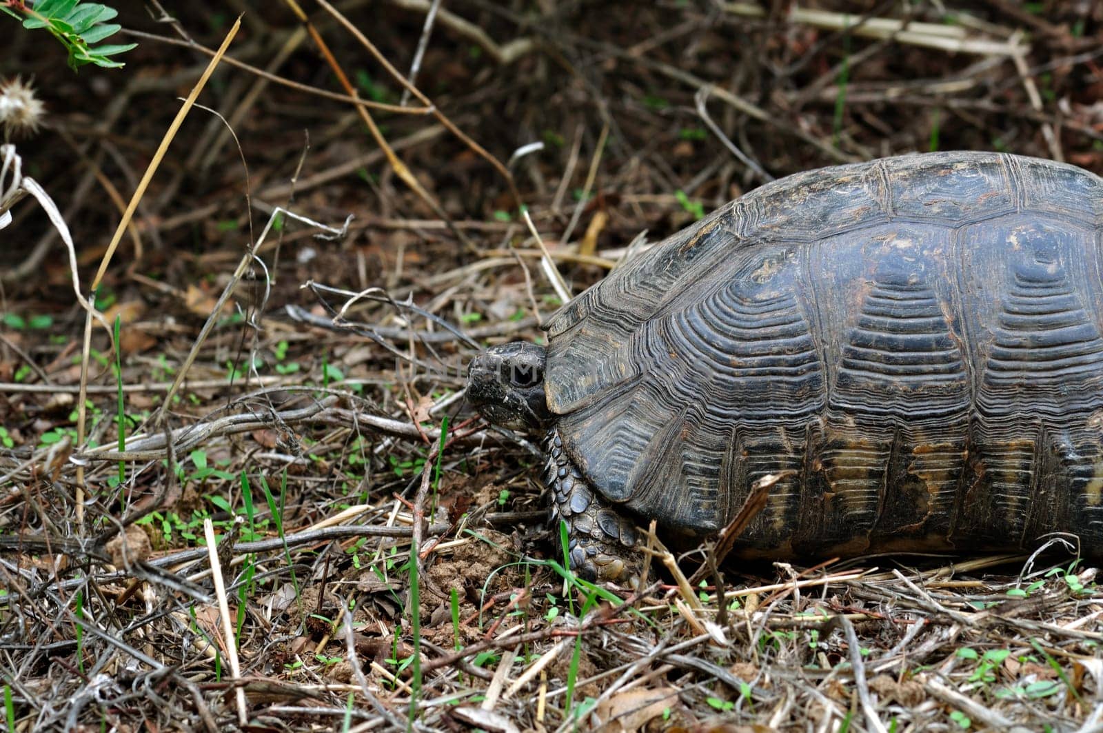 Forest turtle in natural environment. Animal background.