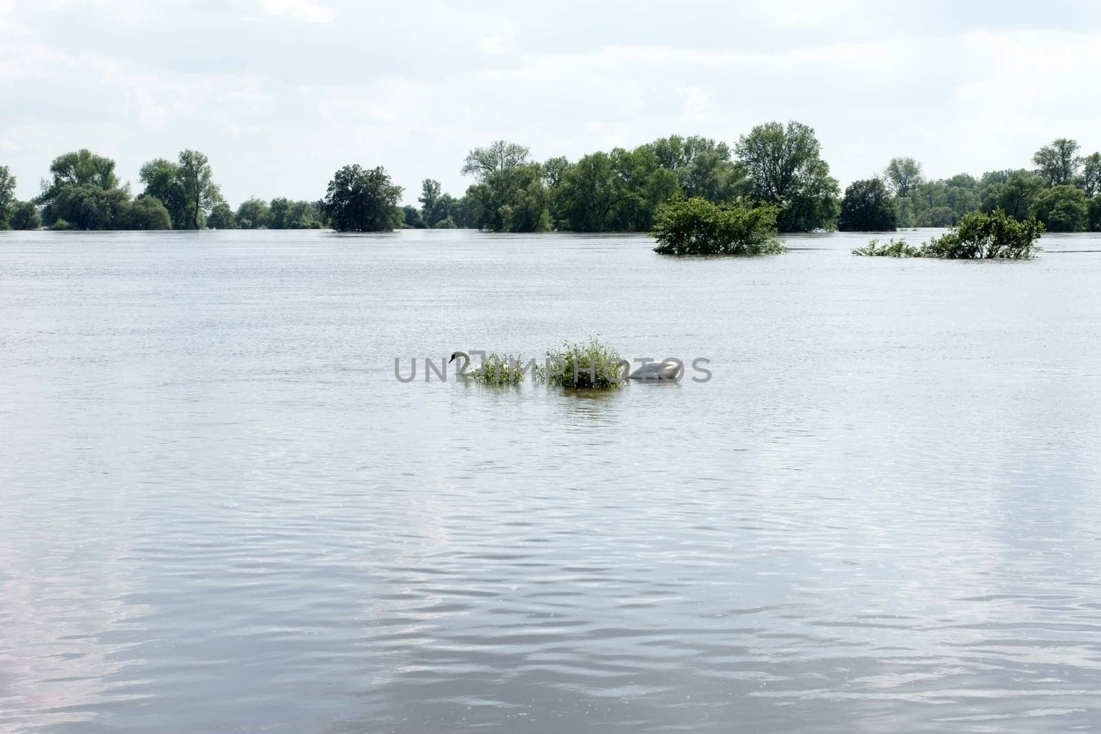 Two swans swim on the water during a flood. Recorded in the Elbtalaue,a nature reserve on the Elbe.