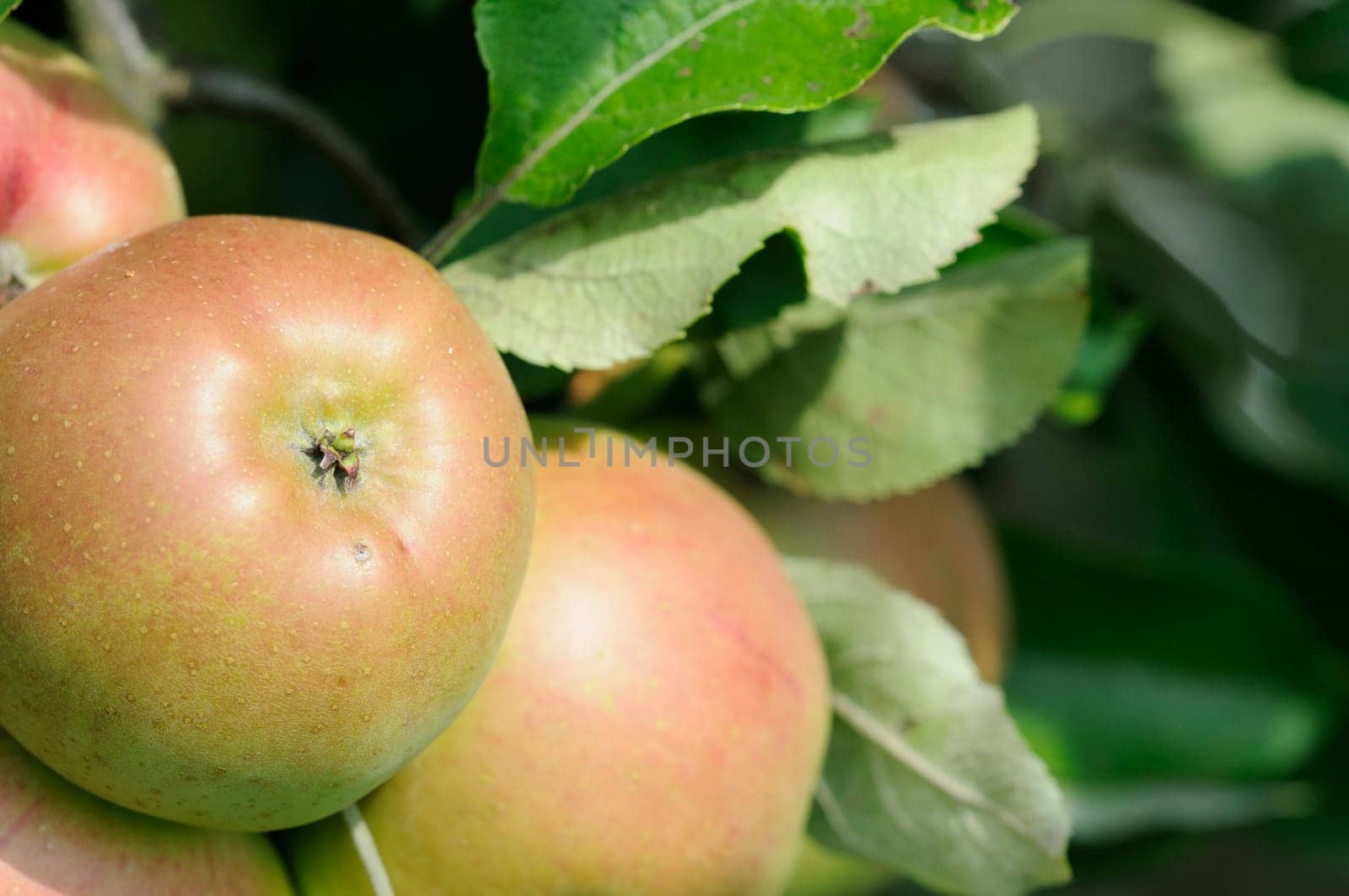Apples without (New York)