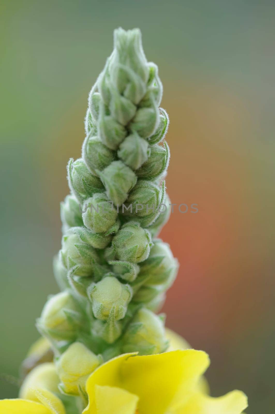 Mullein
