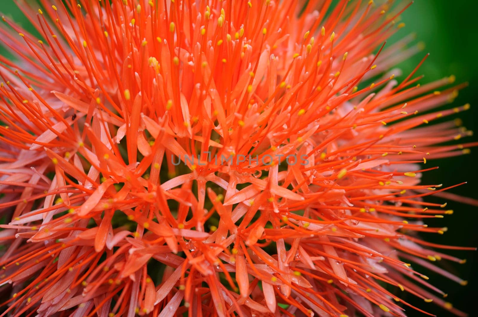 bloodflower
